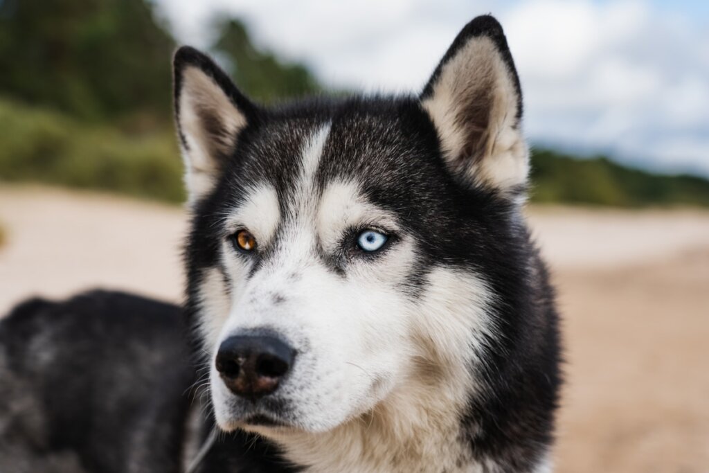 Husky siberiano com um olho castanho e o outro azul