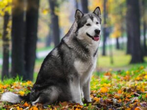 9 diferenças entre as raças husky siberiano e malamute do Alasca