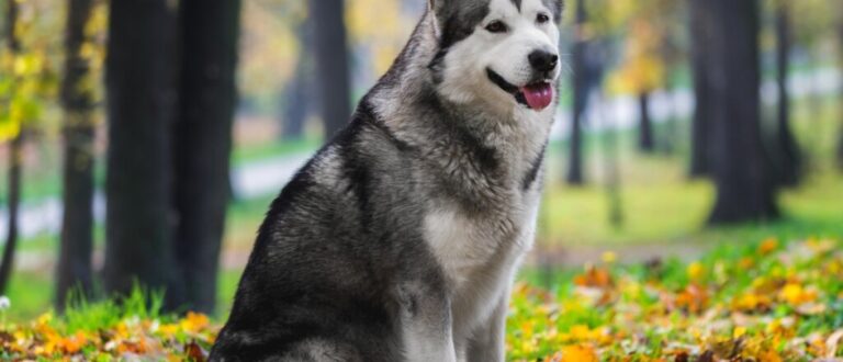 9 diferenças entre as raças husky siberiano e malamute do Alasca