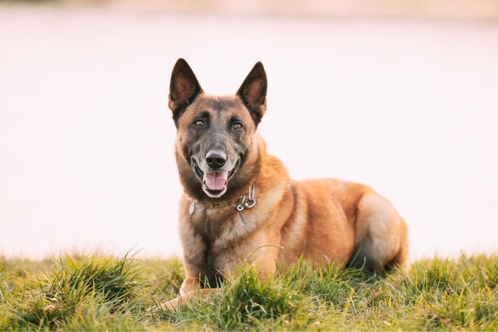 Pastor belga malinois deitado na grama