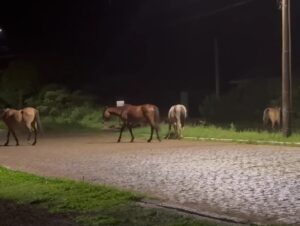 Flagrante! Animais soltos levam receio a moradores do Prado