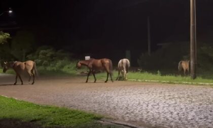 Flagrante! Animais soltos levam receio a moradores do Prado