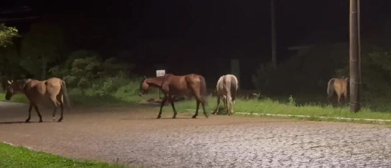 Flagrante! Animais soltos levam receio a moradores do Prado