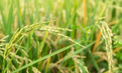 Arroz na Região: “Produtores estão tendo uma jornada dobrada”