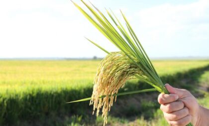 Federarroz critica medidas do governo federal e alerta para impactos na produção de arroz no RS