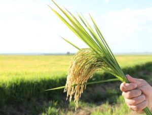 Desafios climáticos e financeiros geram incerteza à safra 2024/2025 de arroz no RS