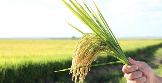 Desafios climáticos e financeiros geram incerteza à safra 2024/2025 de arroz no RS