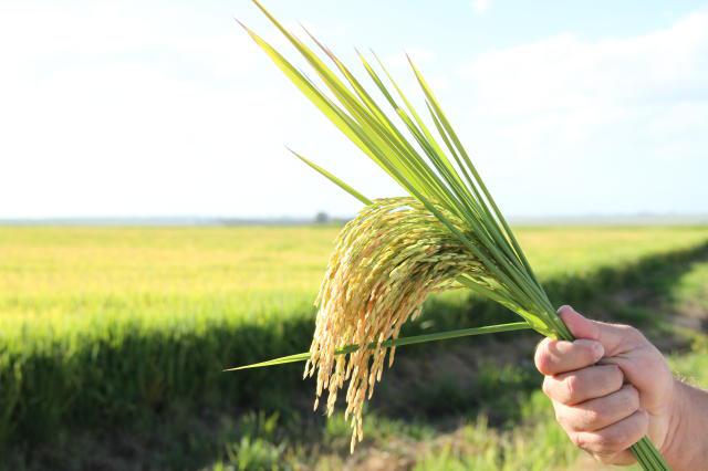 Lavoura de arroz: à espera de apoio para mitigar as consequências da enchente de maio, setor arrozeiro vive clima de incerteza no campo / Foto: Paulo Lanzetta - Embrapa Clima Temperado