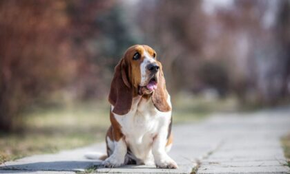 4 características do cachorro da raça basset hound 