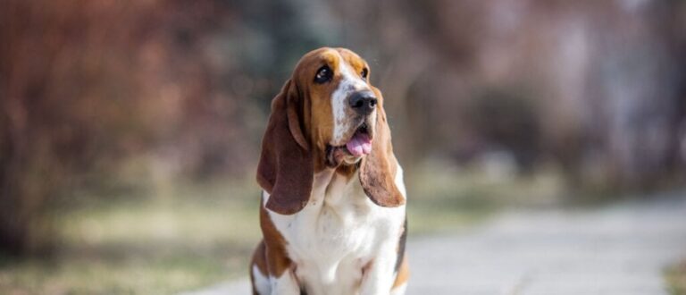 4 características do cachorro da raça basset hound 