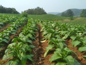 Tabaco: safra 24/25 será impactada pelo aumento da área cultivada