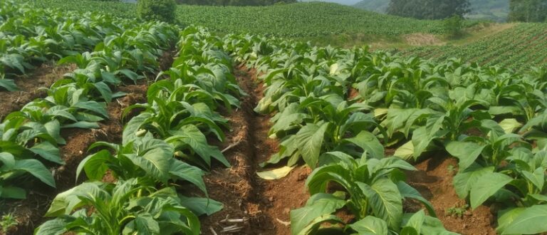 Tabaco: safra 24/25 será impactada pelo aumento da área cultivada