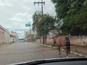 Cavalo solto é flagrado no meio da Andrade Neves