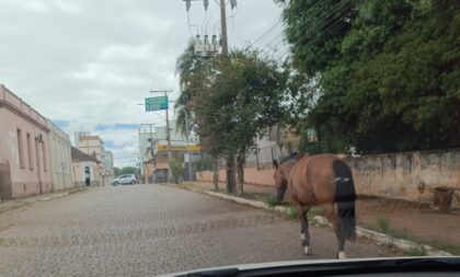 Cavalo solto é flagrado no meio da Andrade Neves