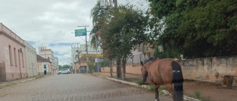 Cavalo solto é flagrado no meio da Andrade Neves