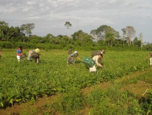 Vale Informação: novo programa beneficia agricultores familiares