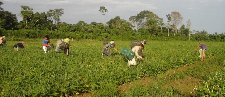 Vale Informação: novo programa beneficia agricultores familiares