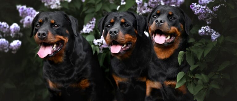 8 raças de cachorro da guarda