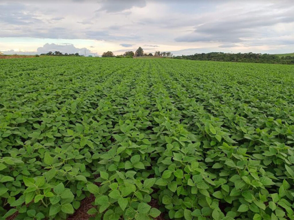 Soja: diferentemente das demais regiões brasileiras, Rio Grande do Sul enfrenta atraso no plantio, além de desafios de mercado / Foto: Luciano Schwerz/Emater RS-Ascar