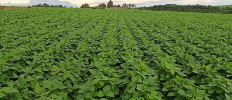 Atraso no plantio e preço: soja enfrenta desafios no Rio Grande do Sul