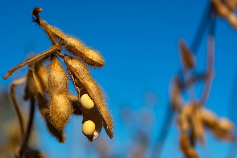 Apesar da postura estratégica que muitos produtores têm adotado ao segurar produto, tendência é de otimismo para o mercado da soja nos próximos meses / Foto: iStock/Ministério da Agricultura