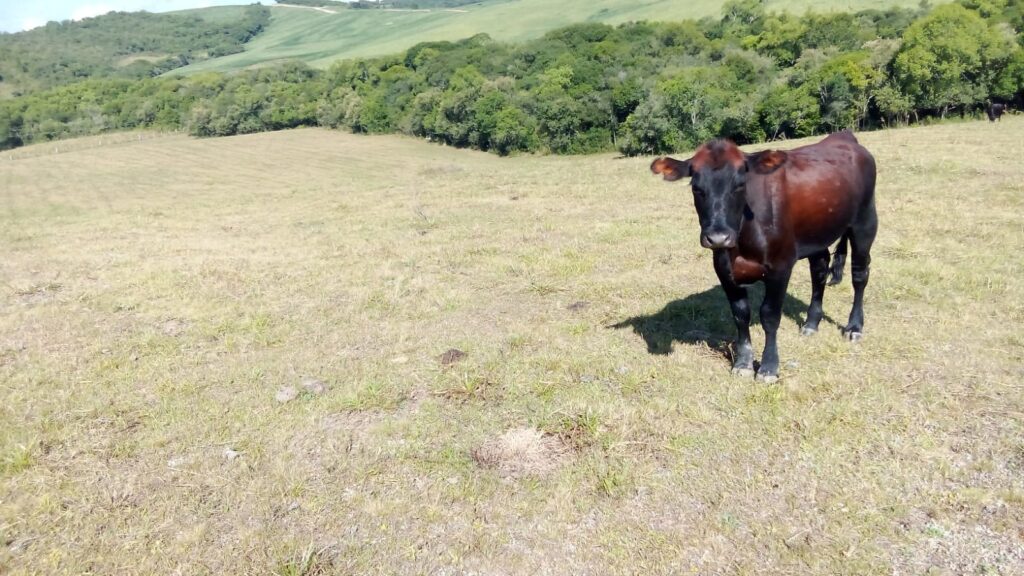 Crédito: Leandro Noronha/Secretaria de Agropecuária