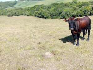 Encruzilhada do Sul calcula perdas de R$ 48 milhões com a estiagem