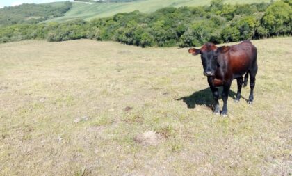 Encruzilhada do Sul calcula perdas de R$ 48 milhões com a estiagem