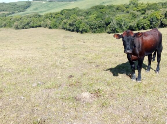 Encruzilhada do Sul calcula perdas de R$ 48 milhões com a estiagem