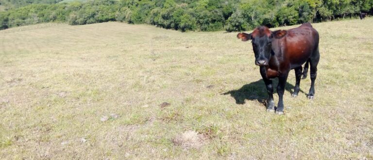 Encruzilhada do Sul calcula perdas de R$ 48 milhões com a estiagem