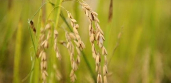 Frio durante o período reprodutivo pode impactar os resultados finais de produtividade no processo produtivo do arroz, na colheita / Foto: CNA/Divulgação