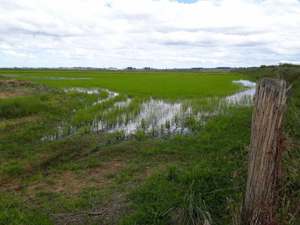 Lavouras de arroz do Rio Grande do Sul, especialmente na região da Depressão Central, vêm sendo castigadas por diversos eventos climáticos adversos na safra 2024/2025 / Foto: Milos Silveira/OC