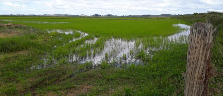 Arroz enfrenta estiagem e frio tardio na safra 2024/2025