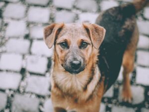 Mobilização incentiva adoção responsável de animais no sábado (1º) em Cachoeira