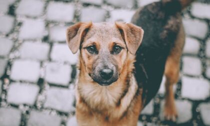 Mobilização incentiva adoção responsável de animais no sábado (1º) em Cachoeira