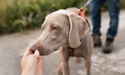 Projeto de Lei prevê ingresso de PcD com cão de assistência em estabelecimentos