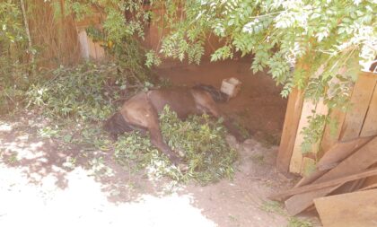 Cavalo é salvo após cair em sanga no Bairro Barcelos