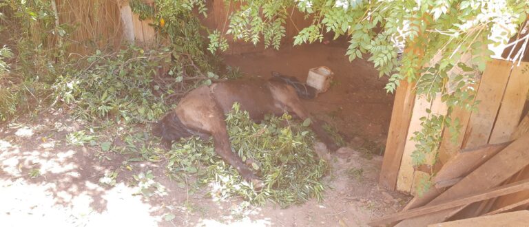 Cavalo é salvo após cair em sanga no Bairro Barcelos