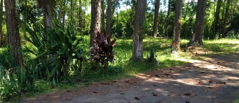 Estrada nos Enforcados: indicação na Câmara sugere alargamento de entrada