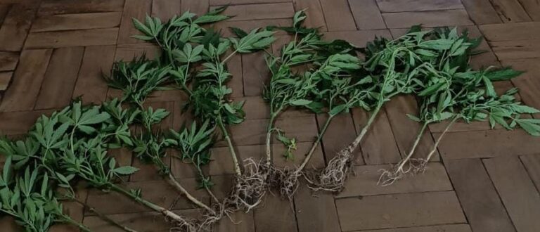 Moradora de Encruzilhada do Sul é flagrada cultivando pés de maconha em casa