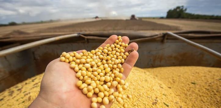 Soja: especialistas aconselham produtores a limparem estoques por conta da tendência de aumento da oferta brasileira / Foto: CNA/Divulgação