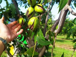 IBPecan estima quebra de 40% na safra de pecan deste ano