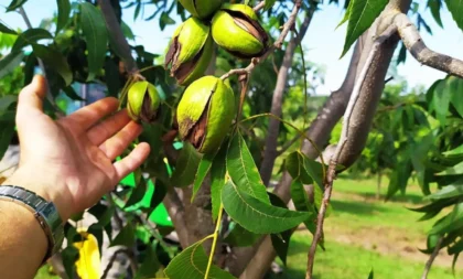 IBPecan estima quebra de 40% na safra de pecan deste ano