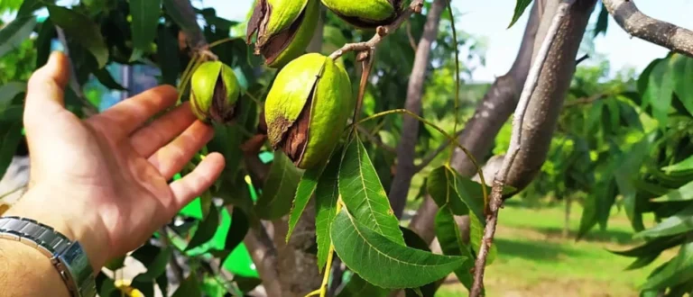 IBPecan estima quebra de 40% na safra de pecan deste ano