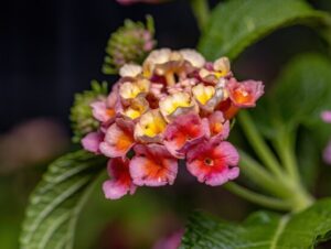 6 plantas que atraem borboletas e beija-flores para seu jardim