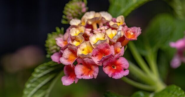 6 plantas que atraem borboletas e beija-flores para seu jardim