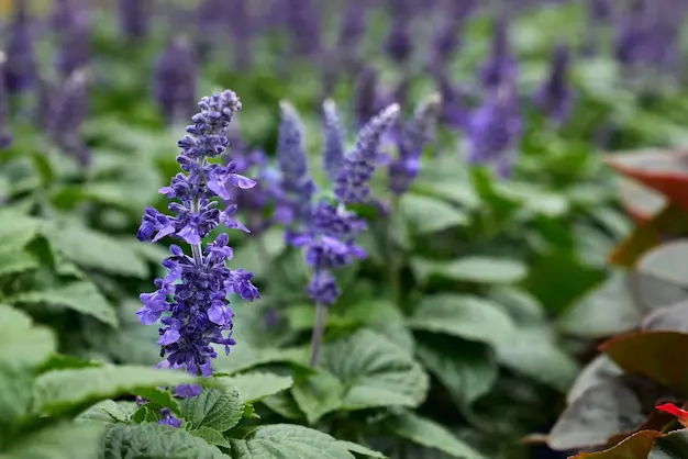 6 plantas que atraem borboletas e beija-flores para seu jardim