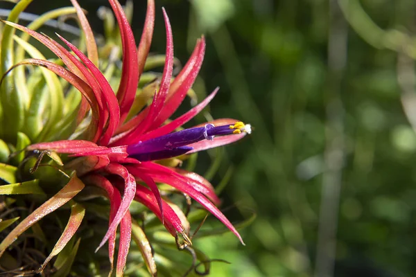 Bromélia Tillandsia 8 passos para cuidar da planta multicolorida