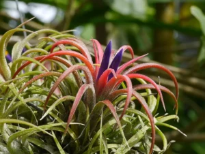 Bromélia Tillandsia: 8 passos para cuidar da planta multicolorida