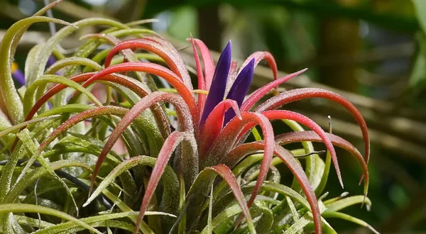 Bromélia Tillandsia: 8 passos para cuidar da planta multicolorida